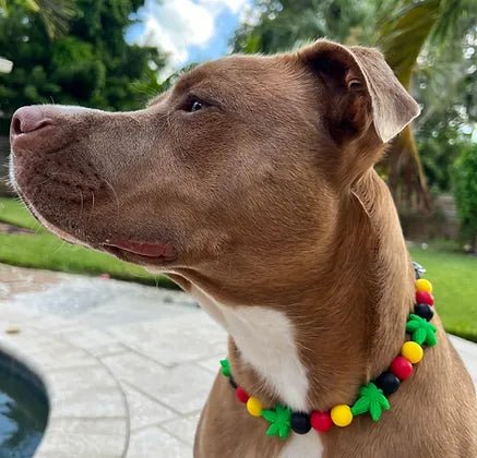 Pet anti-flea collarBest Buds Beaded Pet Collar