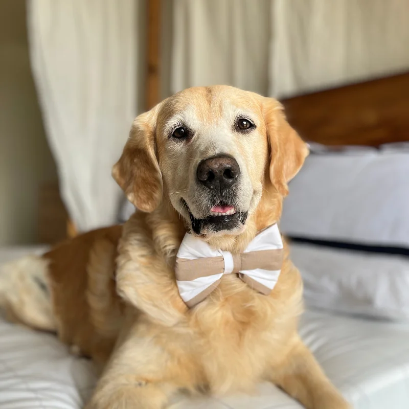  -Non-contact cat thermometerPoochMate Beige & White Striped Bow Tie for Dogs