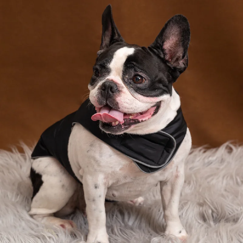 - Car dog seat beltPetsnugs Jacket for Dogs and Cats (Black)