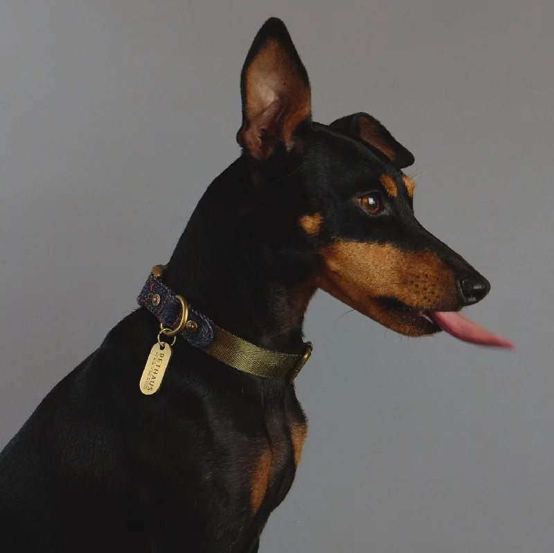  . **Pet comb to remove loose hair**Denim Daze Olive Dog Collar