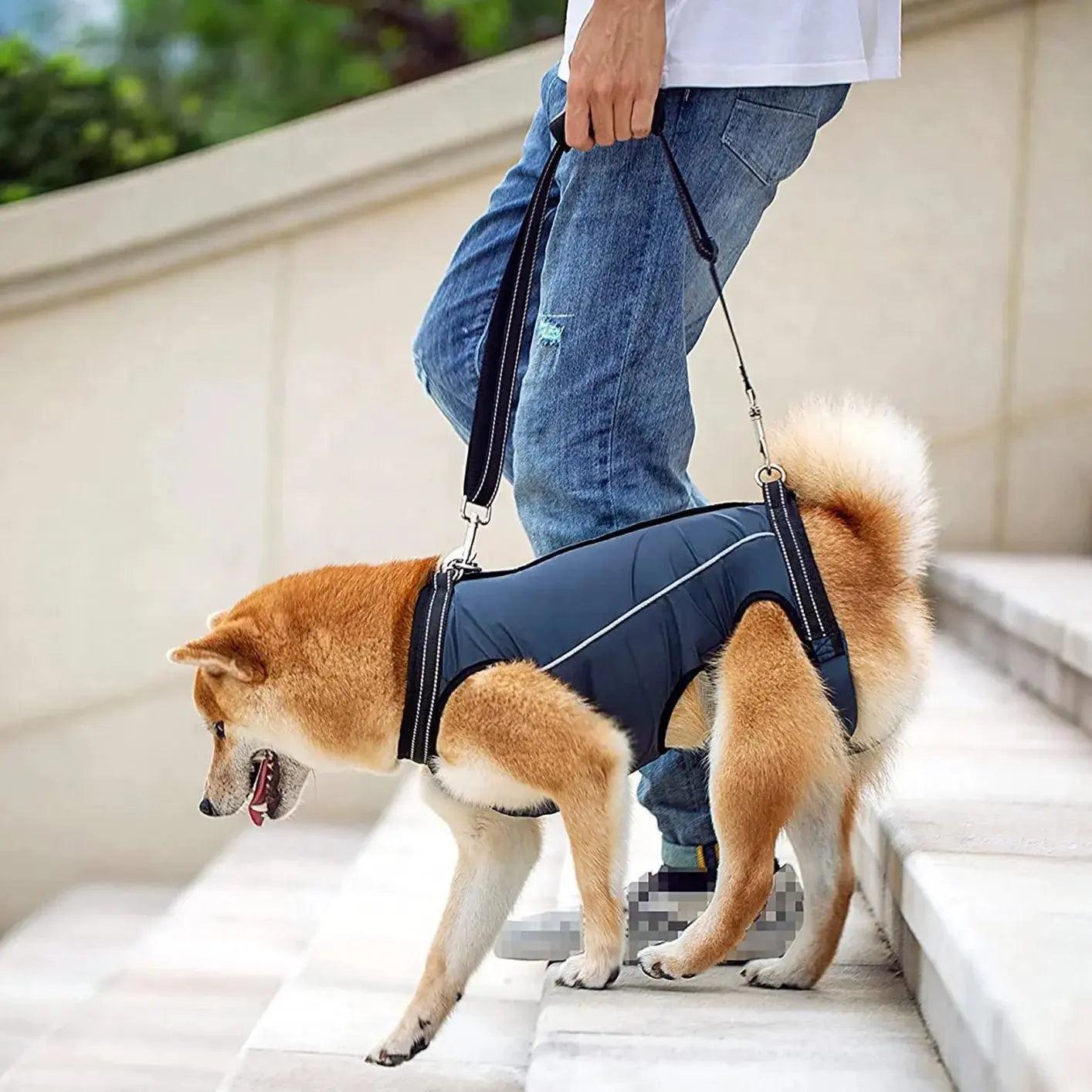 - Remote interactive pet feederAnniePaw CareTech Walking Support Harness for Dogs Recovery Aid - Remote interactive pet feederAnniePaw CareTech Walking Support Harness for Dogs Recovery Aid