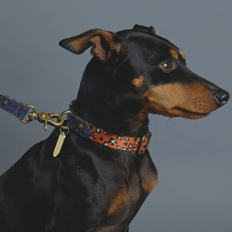  . **Pet clothes are thickened in winter**Denim Daze Leopard Dog Collar